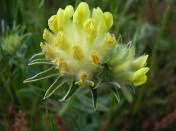 KIdneyVetch