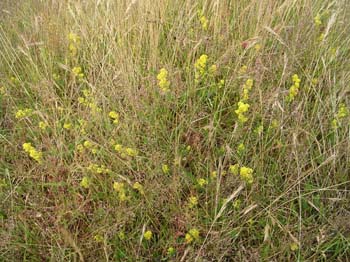 Ladies Bedstraw2
