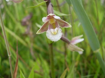 Marsh Helleborine