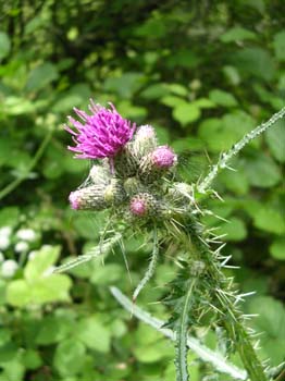 MarshThistle3