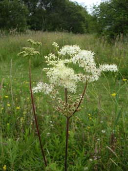 Meadowsweet3
