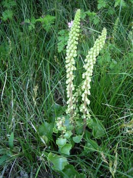 Navelwort2