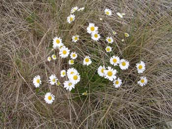 OxeyeDaisy