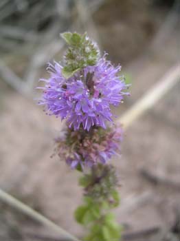 Pennyroyal