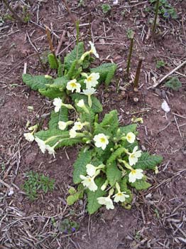 Primrose