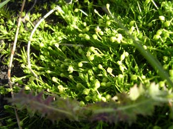 ProcumbentPearlwort