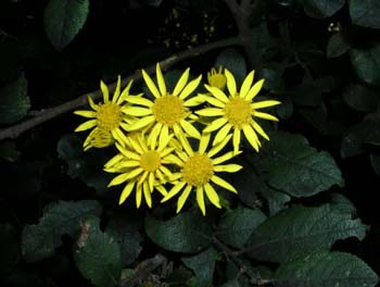 Ragwort