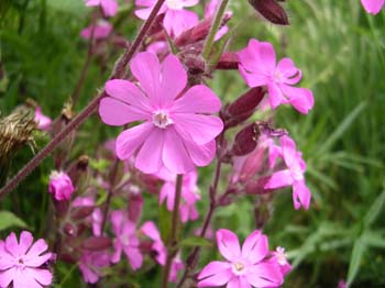 Red Campion