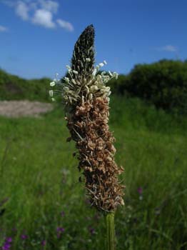 RibwortPlantain2