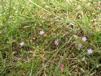 Sand Spurrey