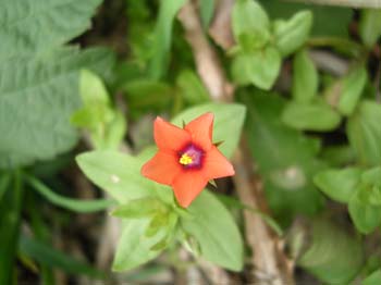 ScarletPimpernel