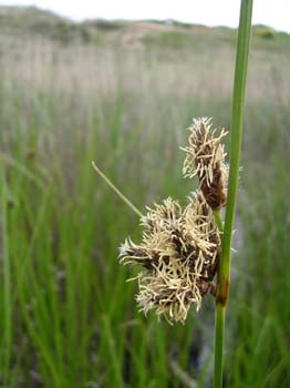 Sea Clubrush