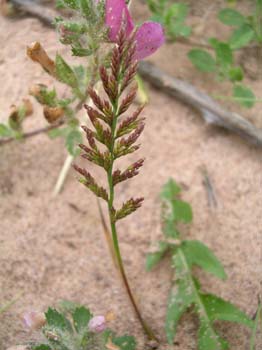 Sea Hardgrass