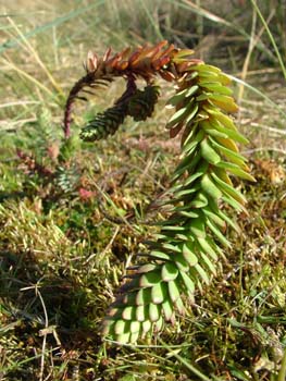 Sea spurge