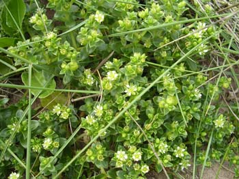 SeaSandwort