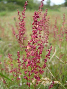 Sheeps Sorrel2