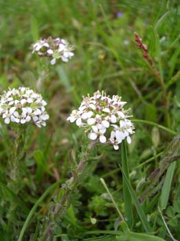 Shepards Cress