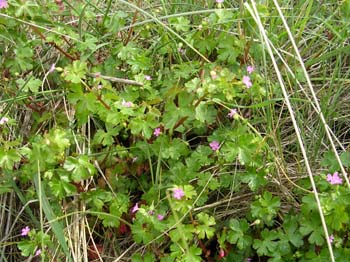 Shining Cranesbill