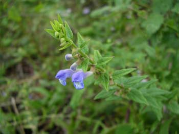 Skullcap