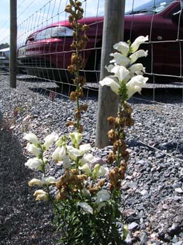 Snapdragon