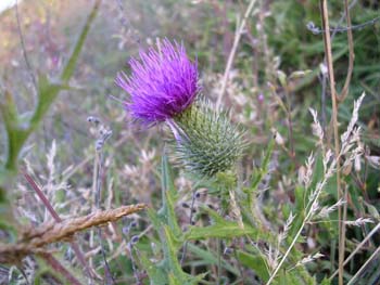Spear Thistle