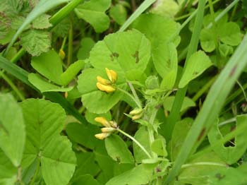 SpottedMedick2