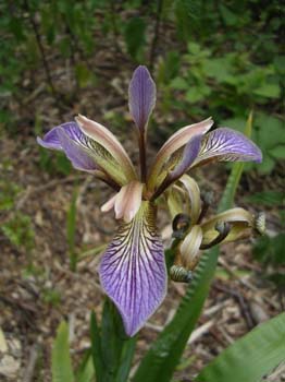 StinkingIris3